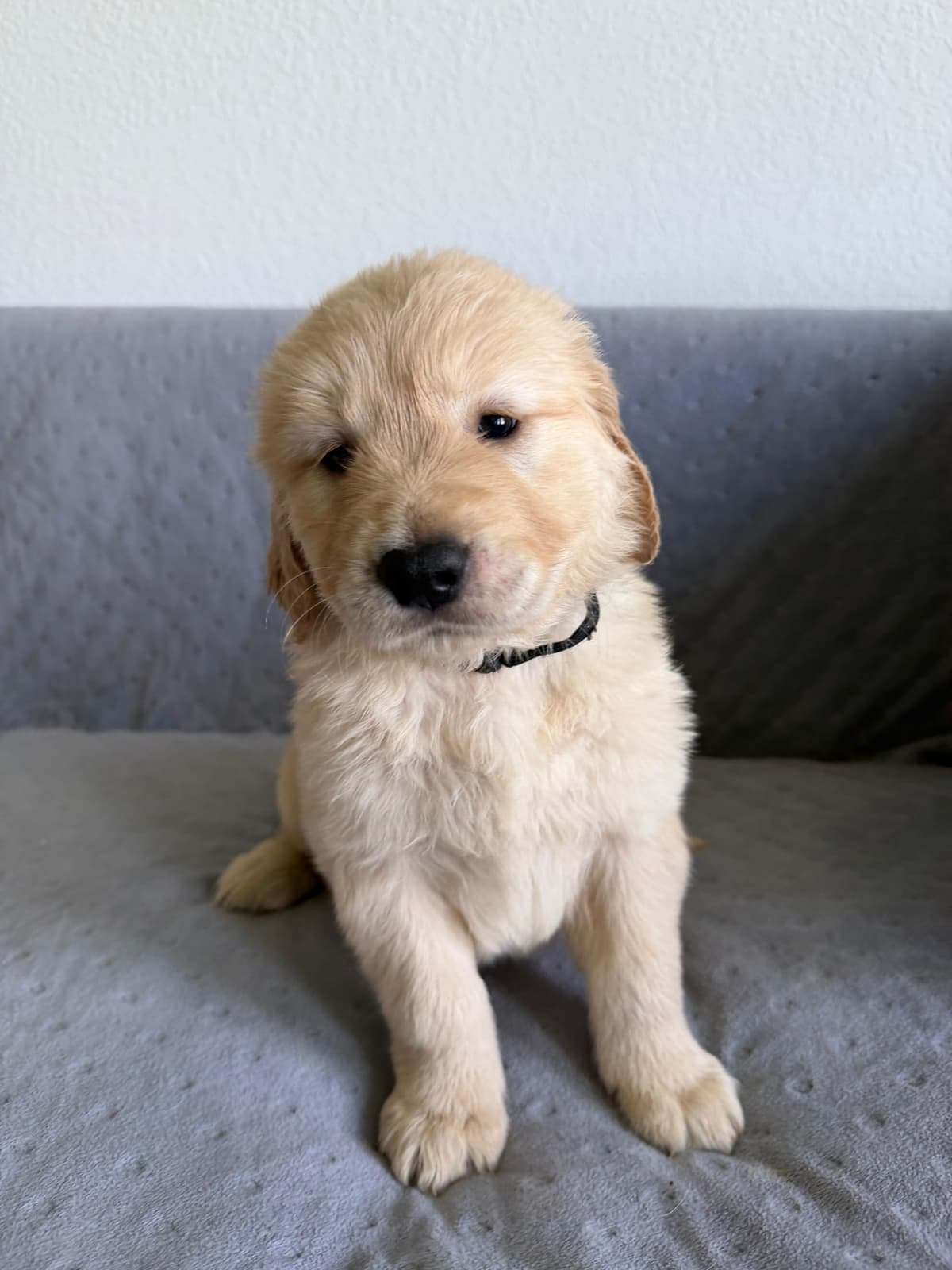 Golden Retriever Puppies– Exceptional Temperament & Champion Bloodline breeder image 22