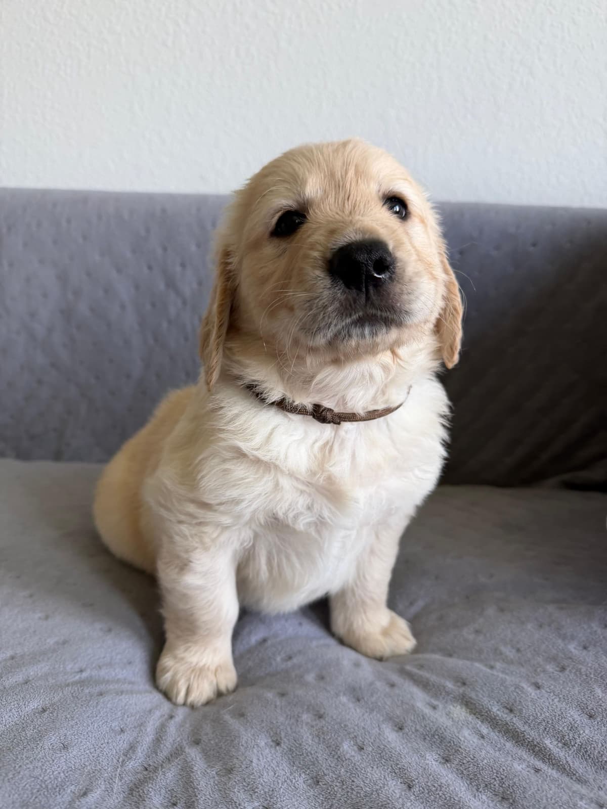 Golden Retriever Puppies– Exceptional Temperament & Champion Bloodline breeder image 27
