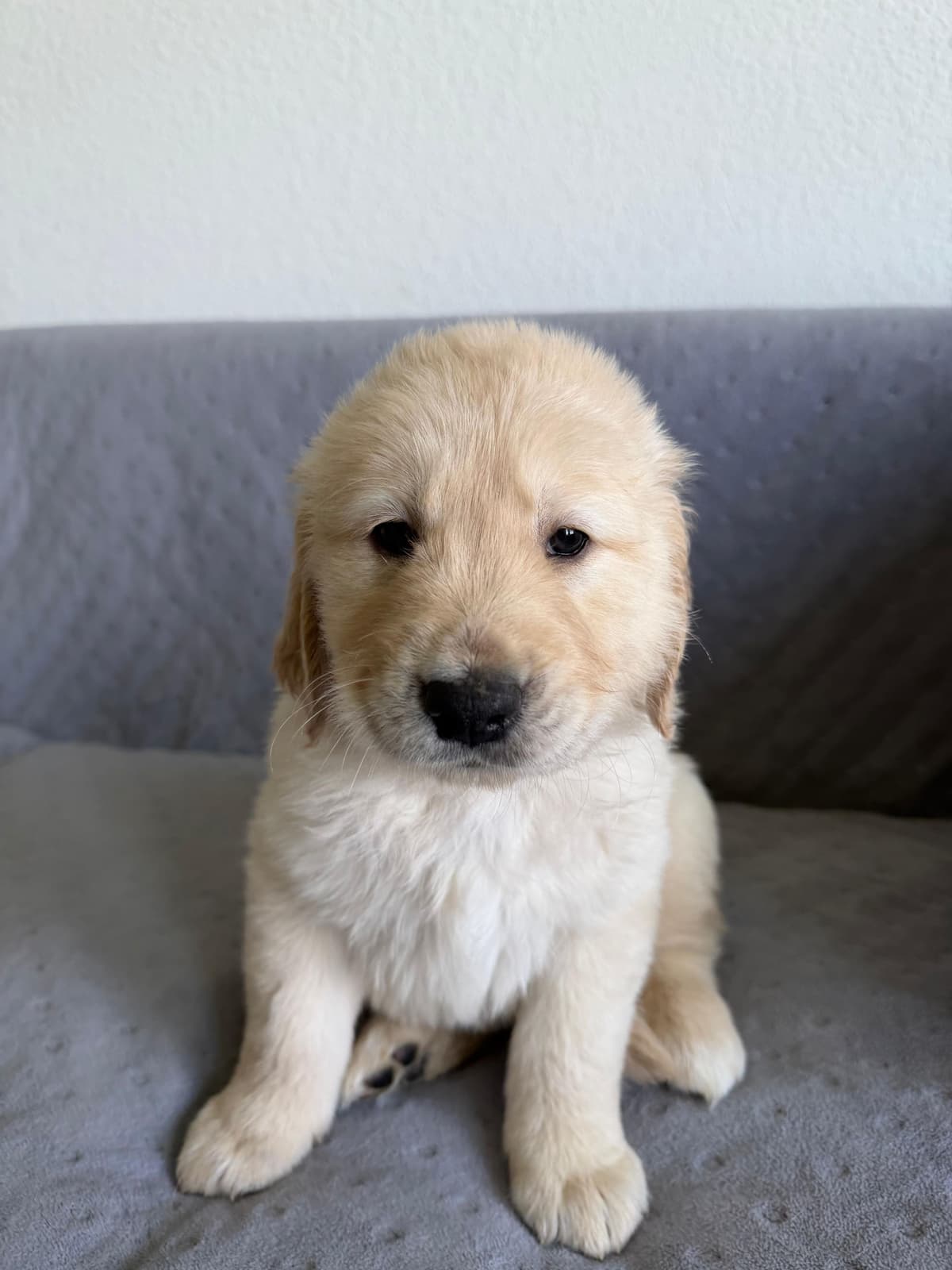 Golden Retriever Puppies– Exceptional Temperament & Champion Bloodline breeder image 24