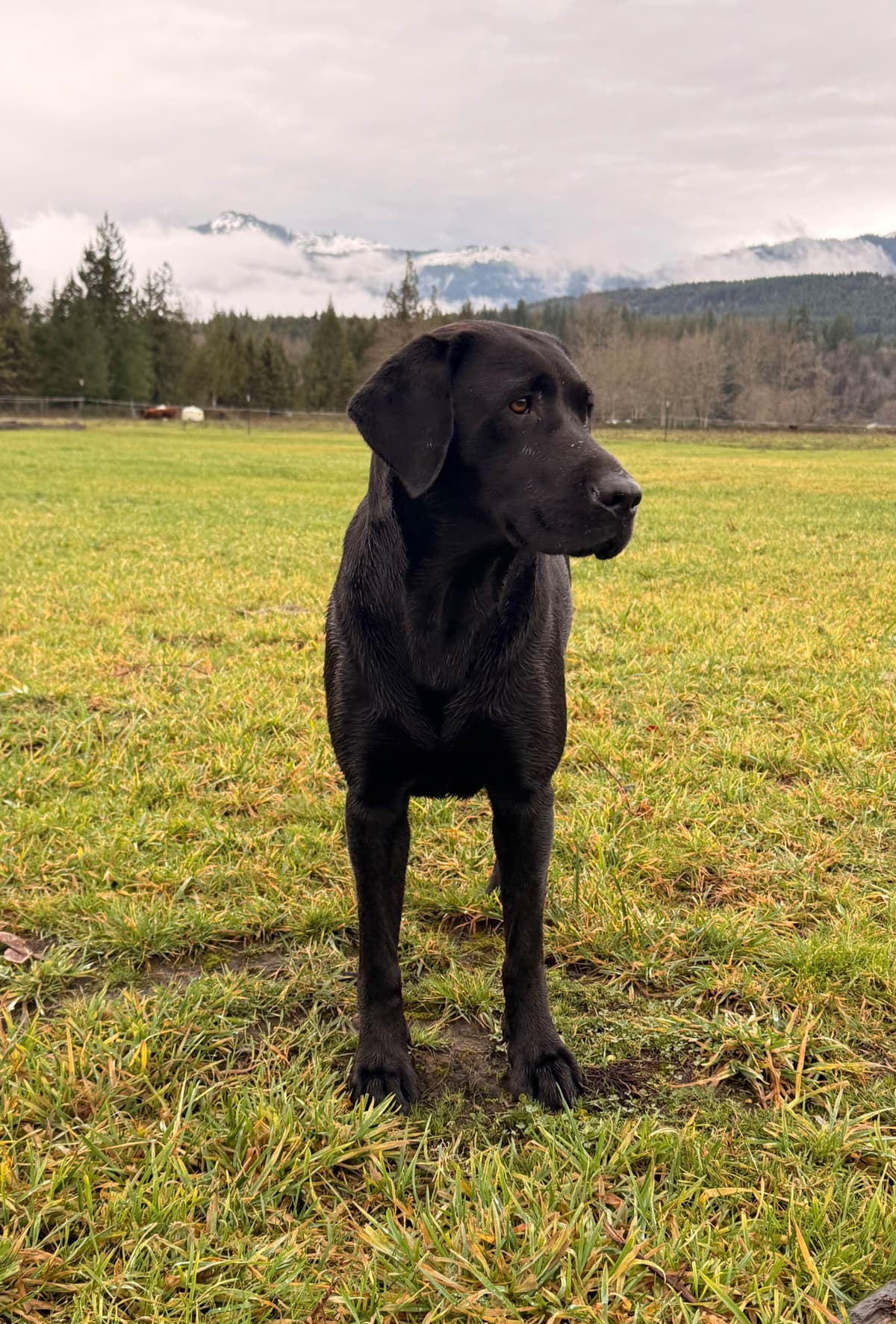 Labrador Retriever Puppies breeder image 1