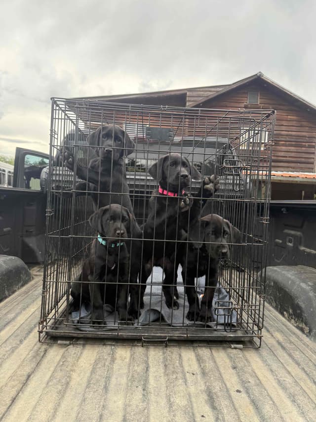 Labrador Retriever Puppies media 3