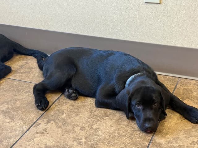 Labrador Retriever Puppies media 5