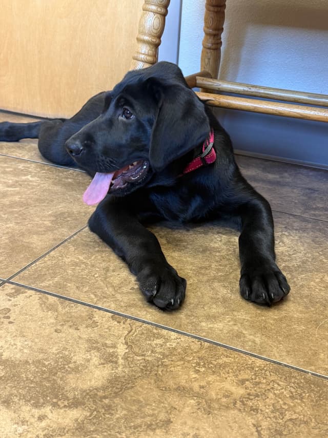 Labrador Retriever Puppies media 6