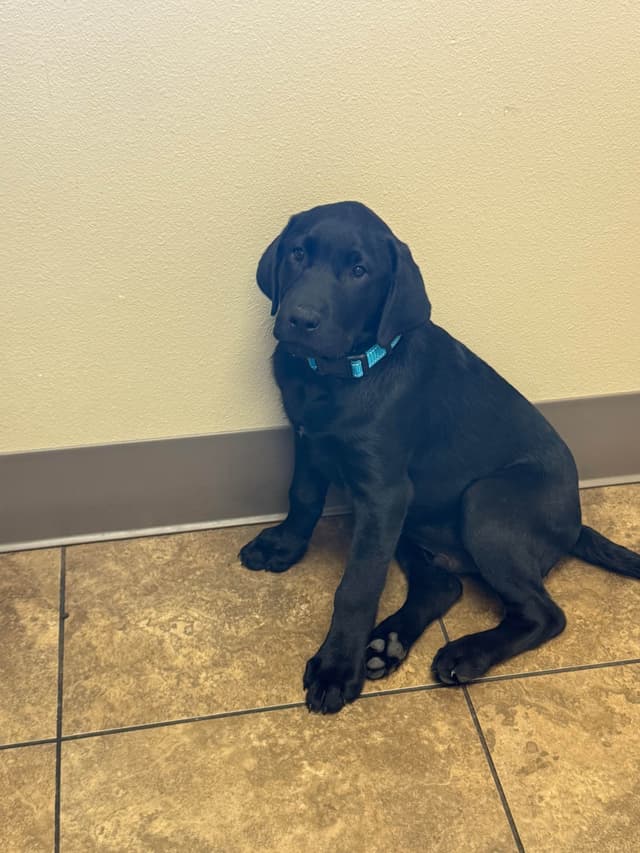 Labrador Retriever Puppies media 7