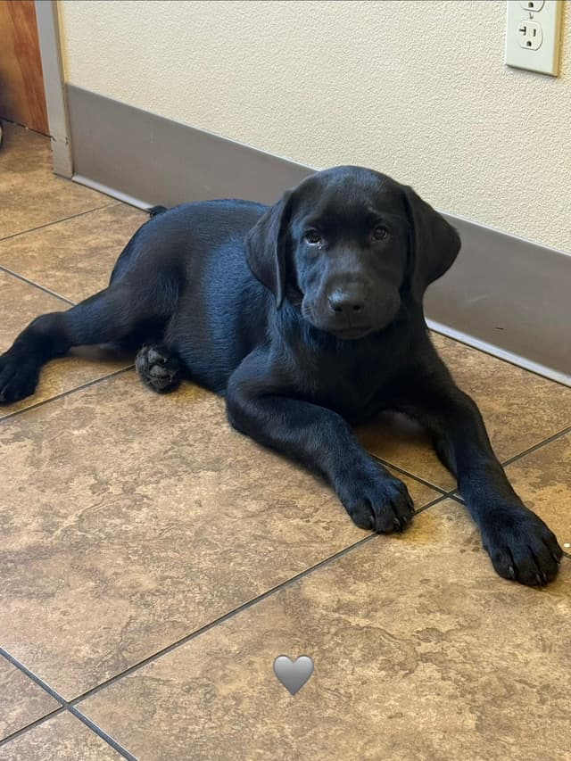 Labrador Retriever Puppies media 8