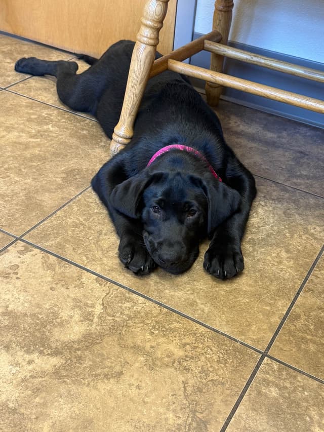Labrador Retriever Puppies media 10