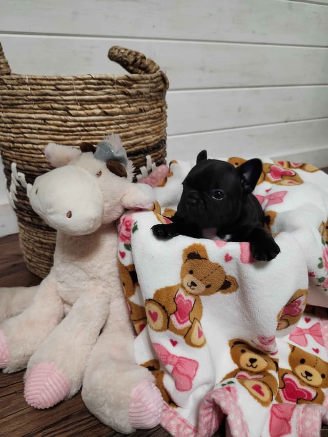 French Bulldog Puppies media 2