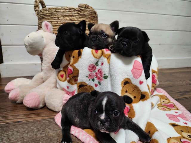 French Bulldog Puppies media 3