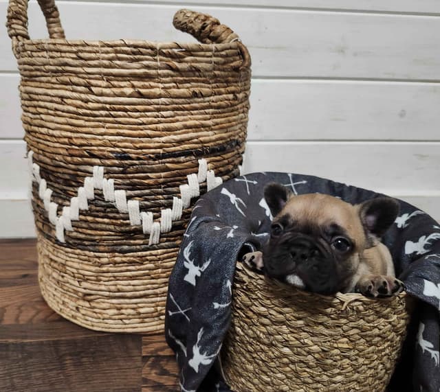 French Bulldog Puppies media 4
