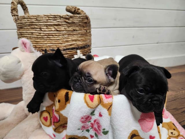 French Bulldog Puppies media 5