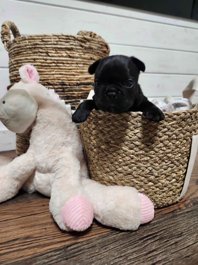 French Bulldog Puppies media 7