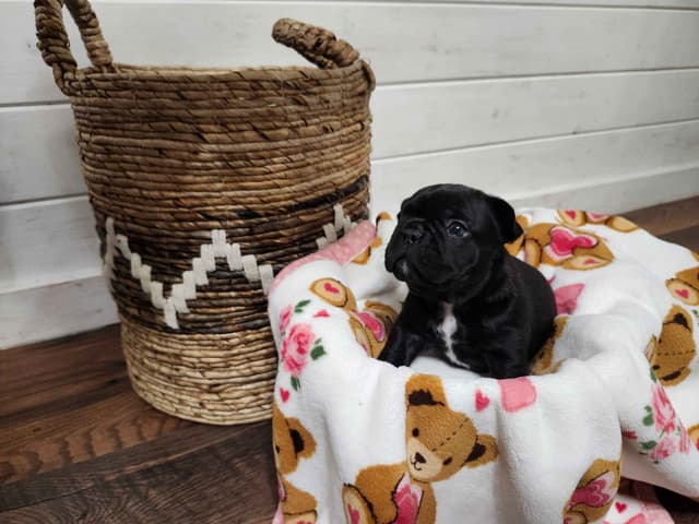 French Bulldog Puppies media 6