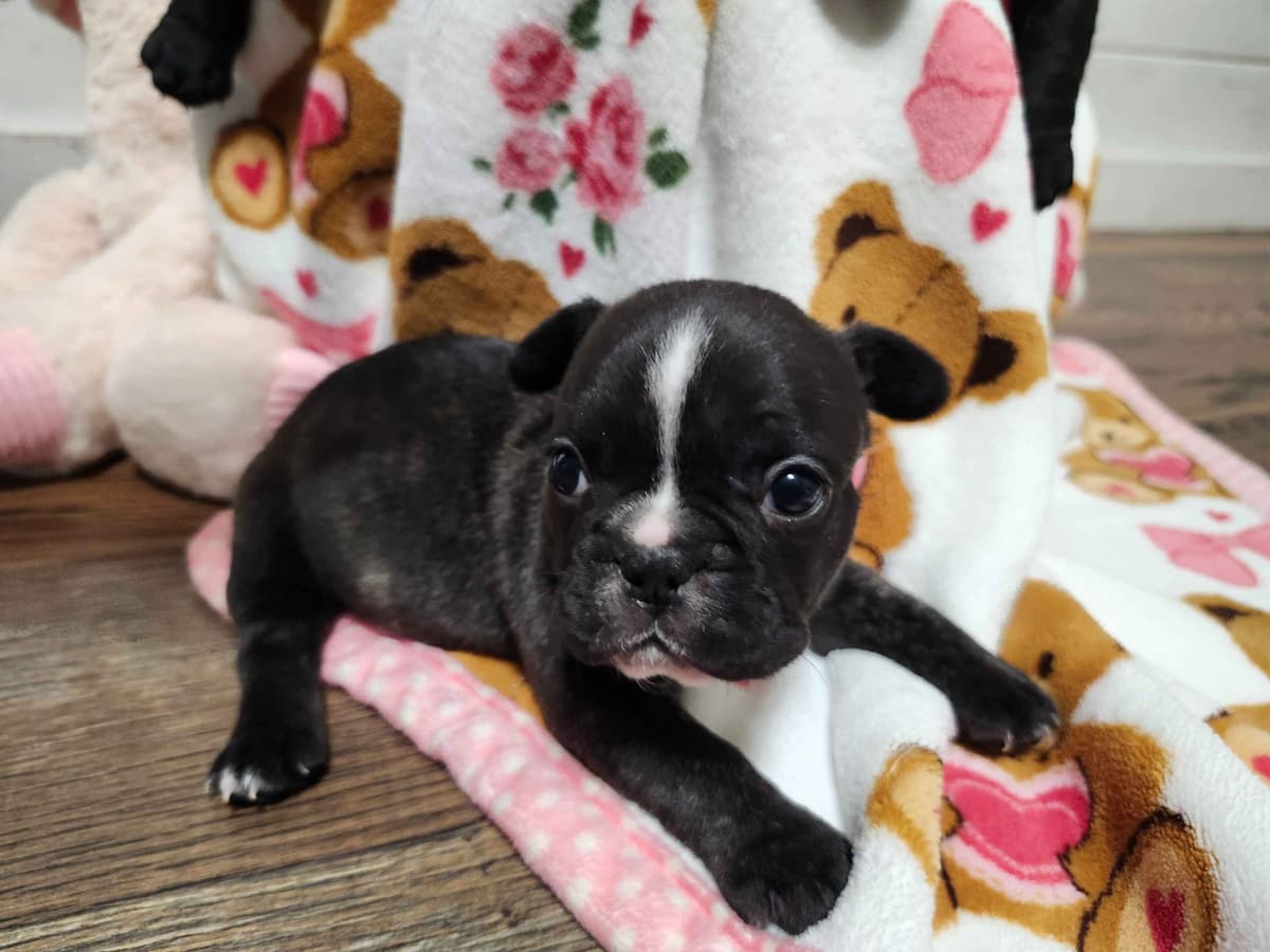French Bulldog Puppies breeder image 2