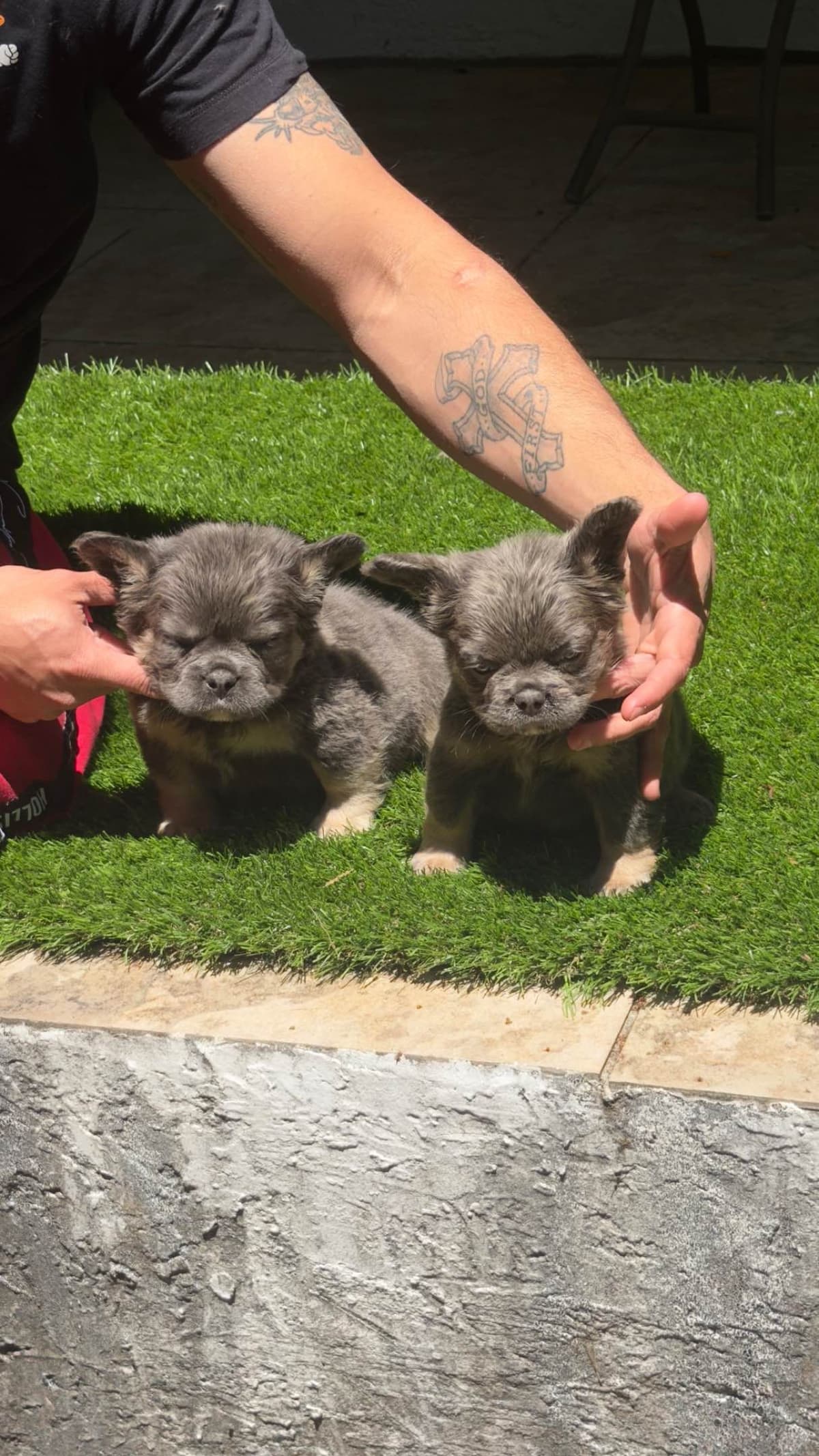French Bulldog Puppies breeder image 1