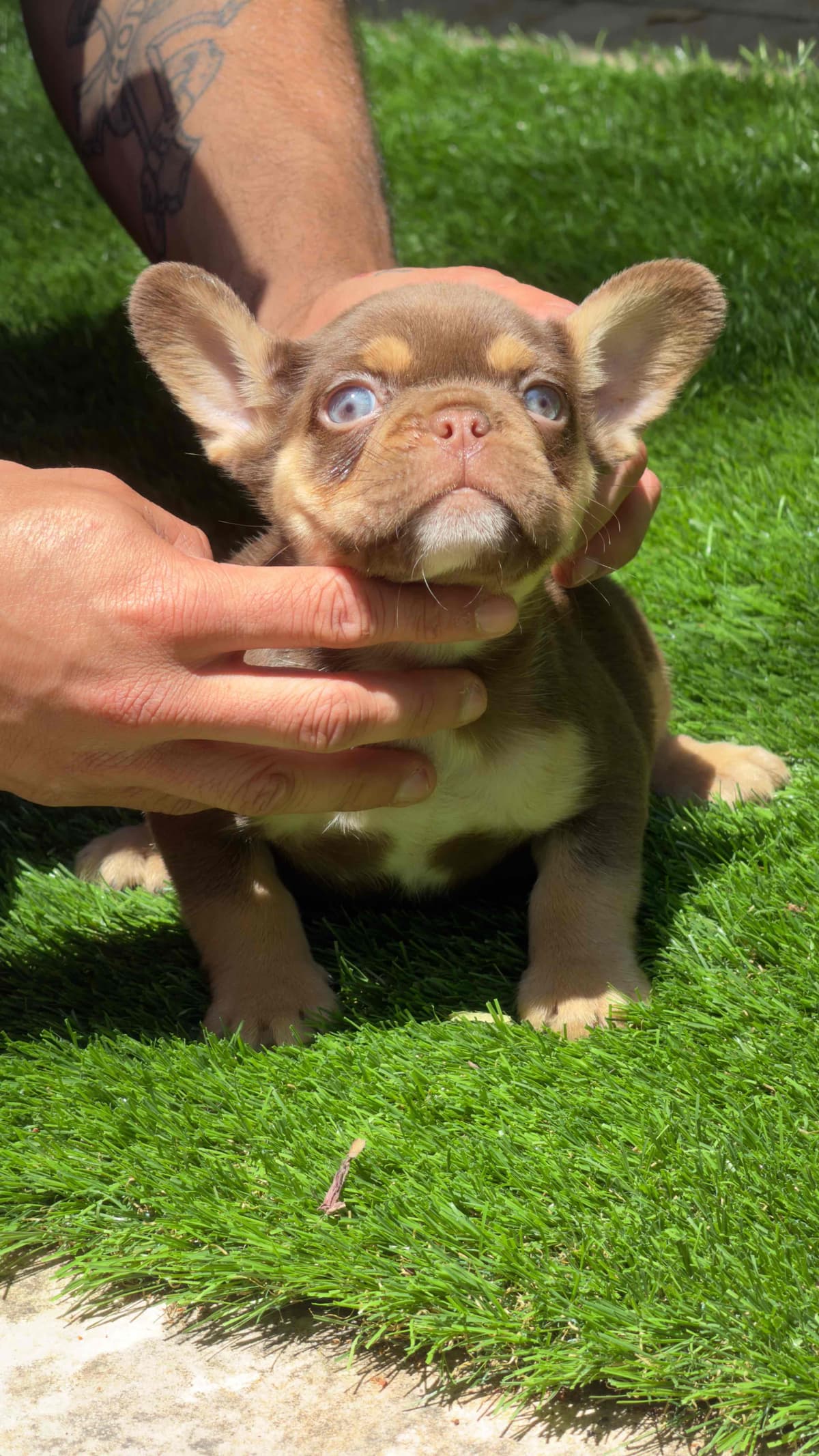 French Bulldog Puppies breeder image 3