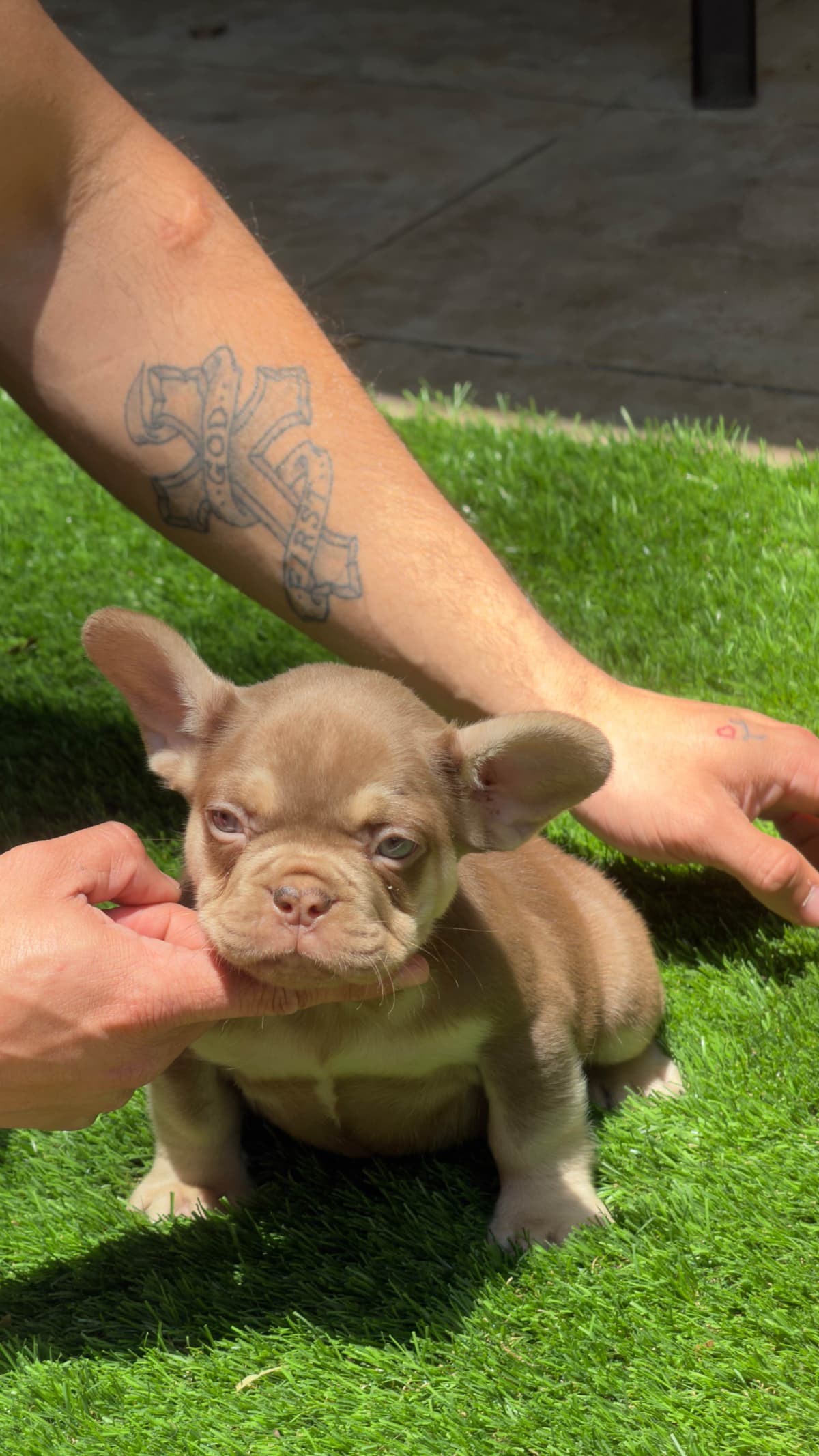 French Bulldog Puppies breeder image 2