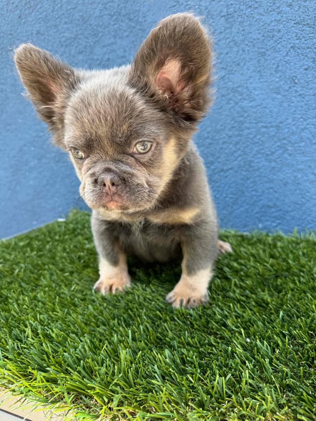 French Bulldog Puppies media 2