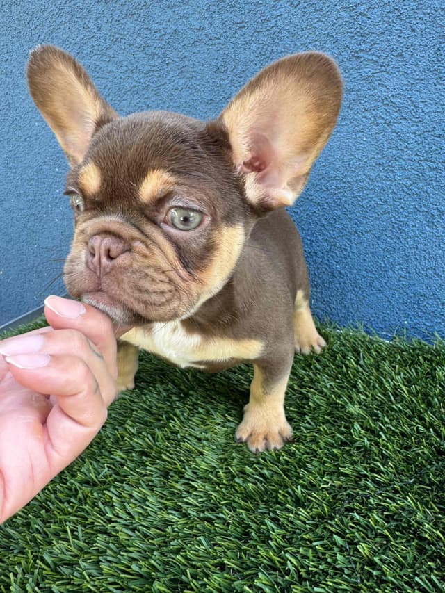 French Bulldog Puppies media 3