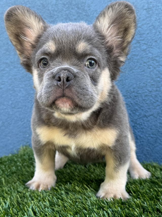 French Bulldog Puppies media 4