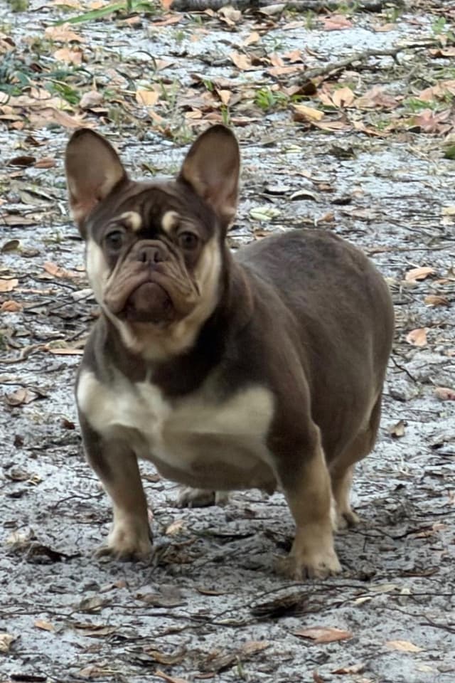 French Bulldog Puppies media 5