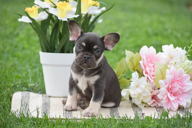 FRENCHIE PUPPIES🏆🐾NOW AVAILABLE- CALL 717-808-5206 media 2