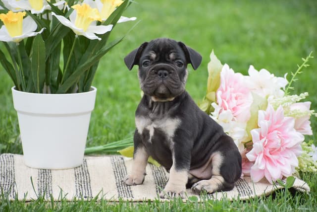 FRENCHIE PUPPIES🏆🐾NOW AVAILABLE- CALL 717-808-5206 media 3