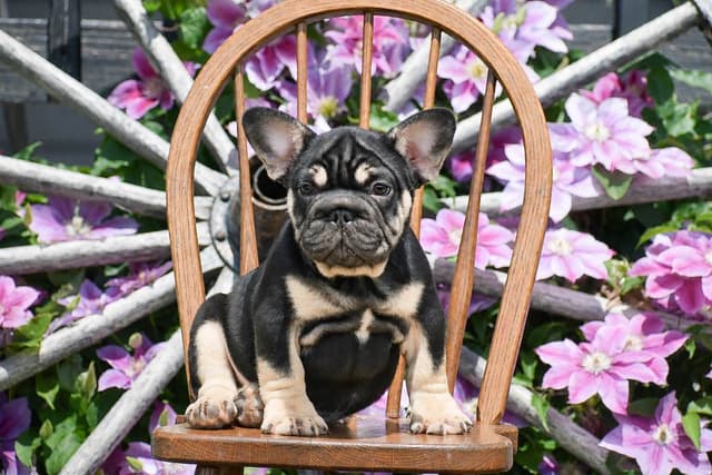 FRENCHIE PUPPIES🏆🐾NOW AVAILABLE- CALL 717-808-5206 media 6