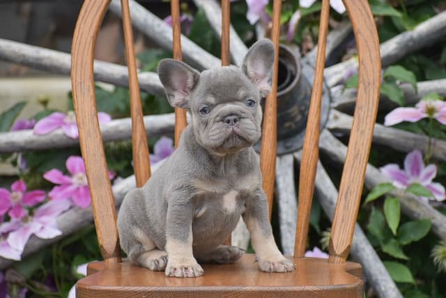 FRENCHIE PUPPIES AVAILABLE ❤️ CALL TODAY 📞 717-808-5206 media 3