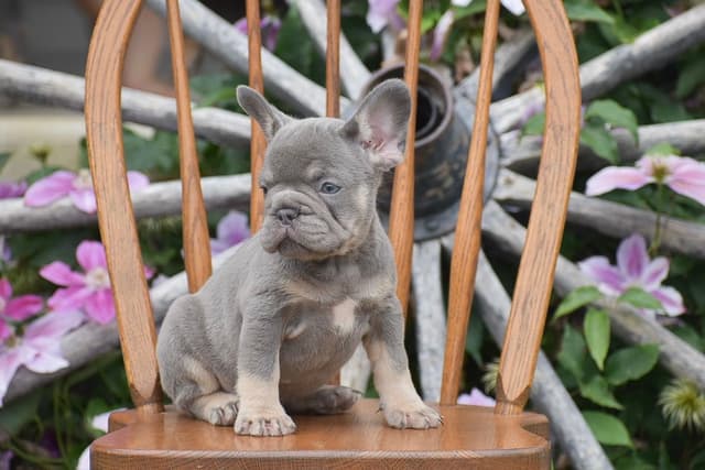FRENCHIE PUPPIES AVAILABLE ❤️ CALL TODAY 📞 717-808-5206 media 4