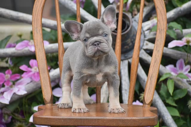FRENCHIE PUPPIES AVAILABLE ❤️ CALL TODAY 📞 717-808-5206 media 2