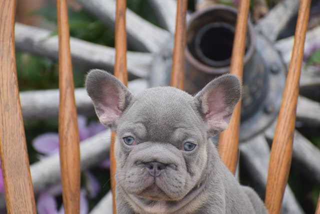 FRENCHIE PUPPIES AVAILABLE ❤️ CALL TODAY 📞 717-808-5206 media 9