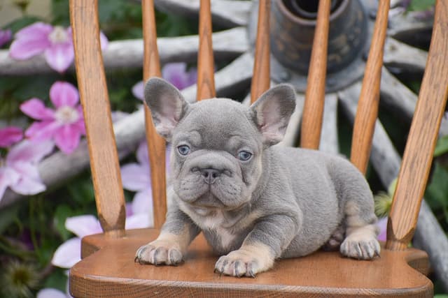 FRENCHIE PUPPIES AVAILABLE ❤️ CALL TODAY 📞 717-808-5206 media 8
