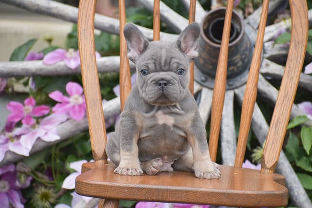 FRENCHIE PUPPIES AVAILABLE ❤️ CALL TODAY 📞 717-808-5206 media 16