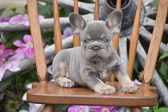 FRENCHIE PUPPIES AVAILABLE ❤️ CALL TODAY 📞 717-808-5206 media 6