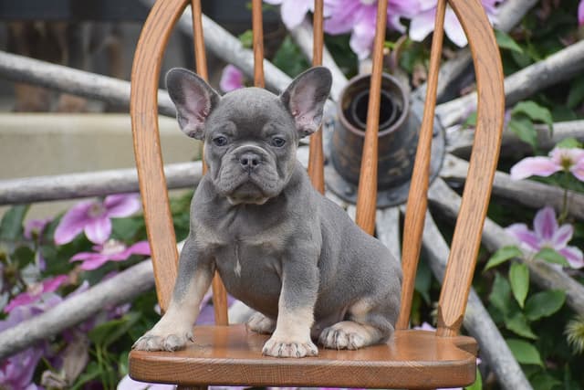 FRENCHIE PUPPIES AVAILABLE ❤️ CALL TODAY 📞 717-808-5206 media 10
