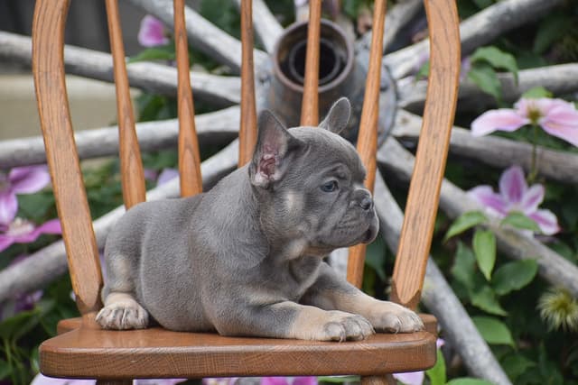 FRENCHIE PUPPIES AVAILABLE ❤️ CALL TODAY 📞 717-808-5206 media 12