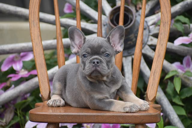 FRENCHIE PUPPIES AVAILABLE ❤️ CALL TODAY 📞 717-808-5206 media 13