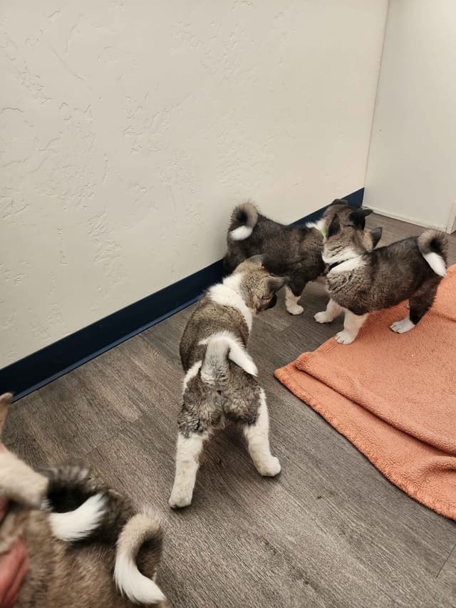 Akita Puppies media 2