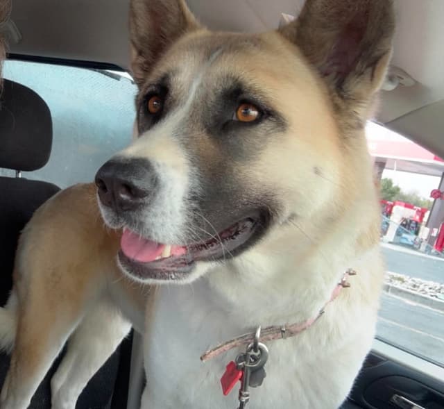 Akita Puppies media 3