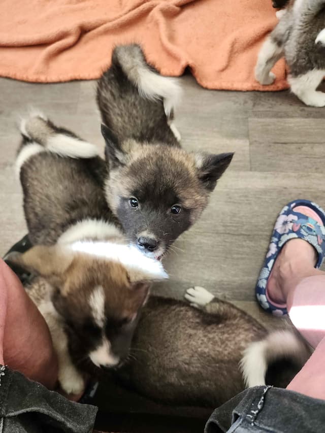 Akita Puppies media 5