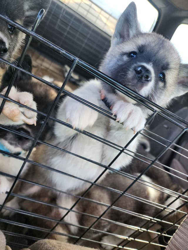 Akita Puppies media 6