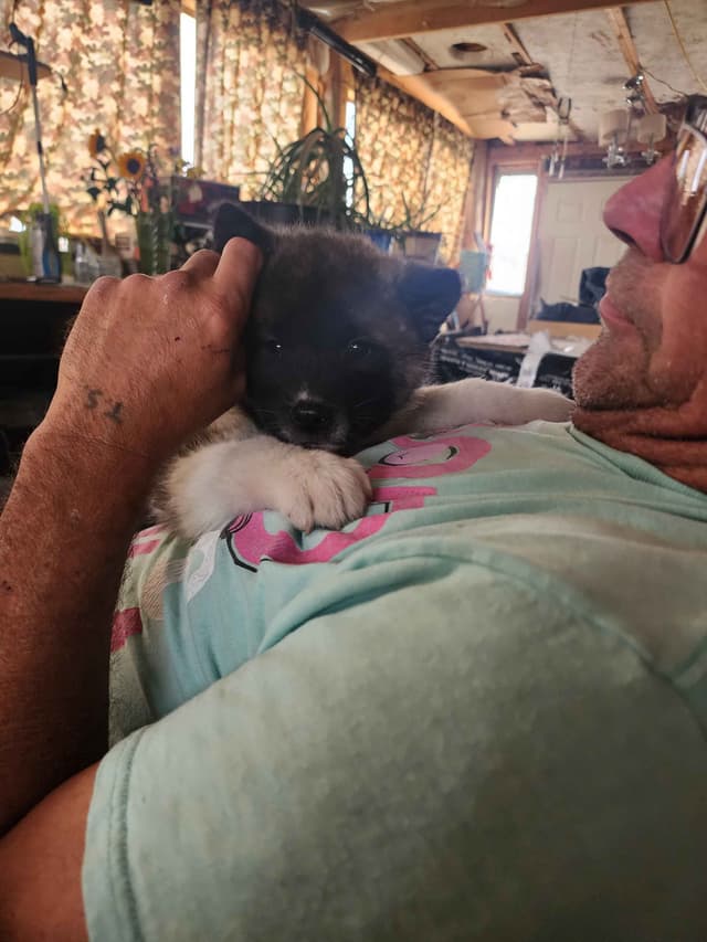 Akita Puppies media 10