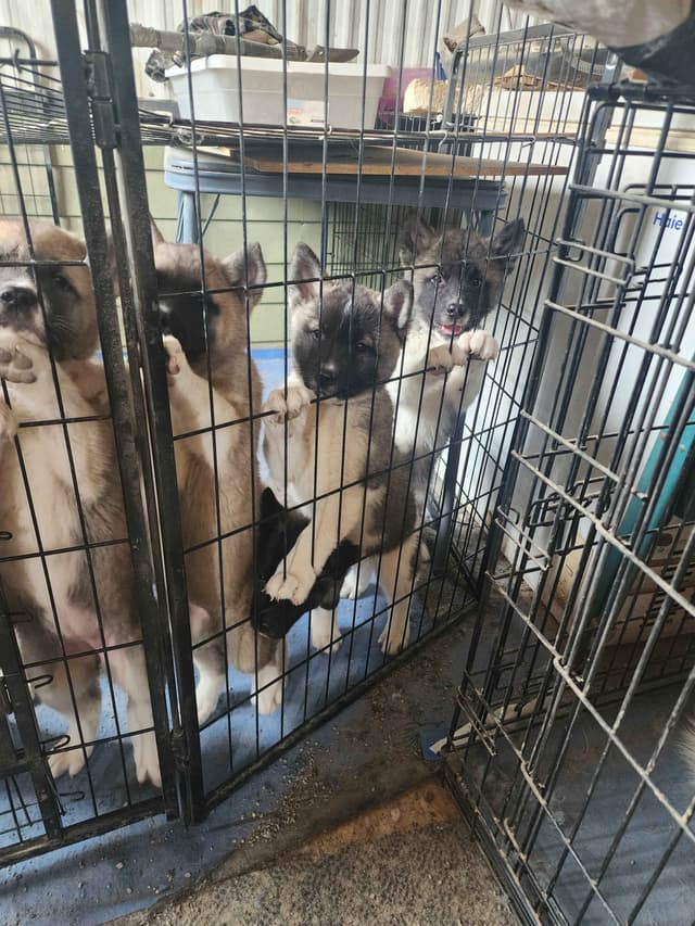 Akita Puppies media 13