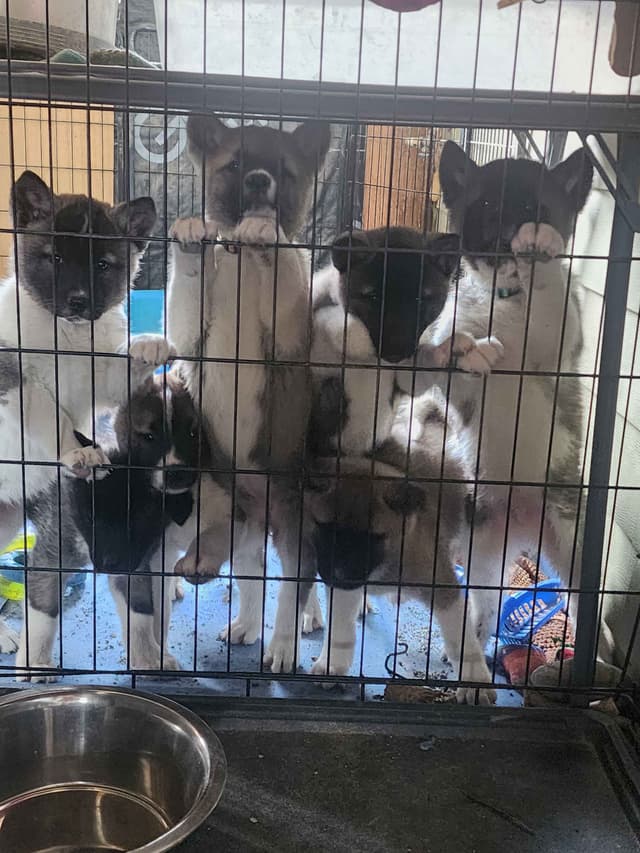 Akita Puppies media 14
