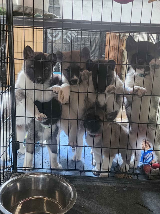 Akita Puppies media 15