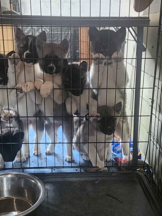 Akita Puppies media 16