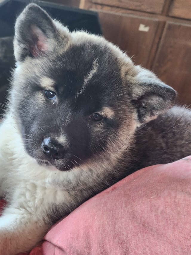 Akita Puppies media 17