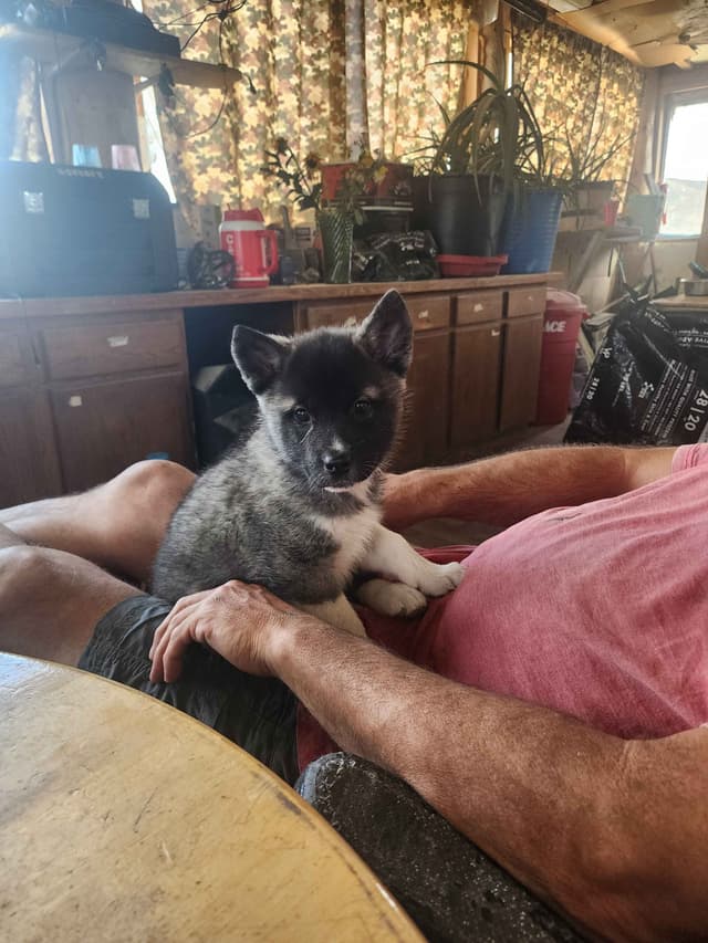 Akita Puppies media 18