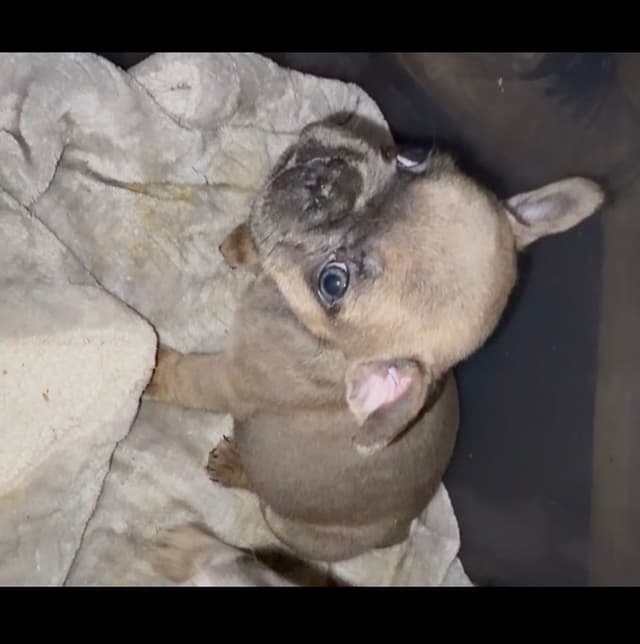 French Bulldog Puppies media 3