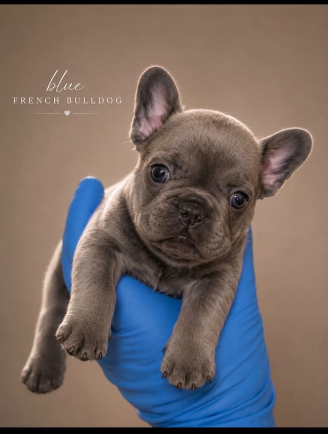 French Bulldog Puppies media 4